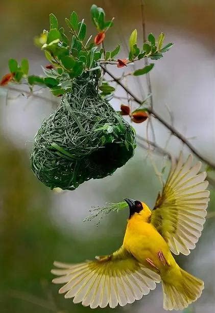 鳥來家裡築巢